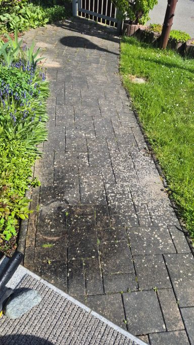 Gartenweg in Gera-Hundhaupten  mit Algen- und Moosbewuchs 